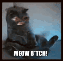Meow Bitch Sassy Kitty GIF - Meow Bitch Sassy Kitty Meow GIFs
