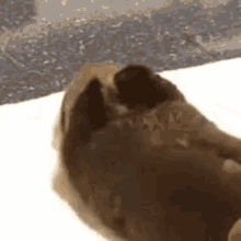 Joey The Otter GIF - Joey The Otter GIFs
