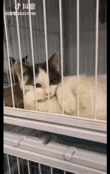 Gato Coqueto GIF - Gato Coqueto Cute Cat GIFs