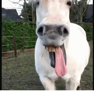 Horse Laugh GIF - Horse Laugh Tongue GIFs