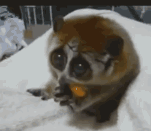 Big Eyes, So Cute GIF - Big Eyes Slow Loris Lemur GIFs