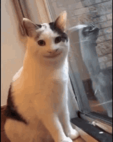 Cat Smile GIF - Cat Smile Kitty GIFs