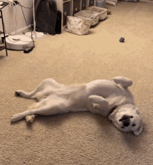 Dog Belly Up GIF - Dog Belly Up Lying Down GIFs