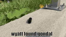 wyatt found gondal wyatt found gondal
