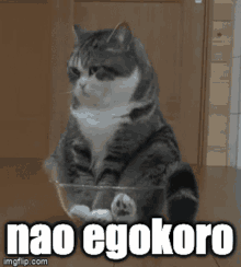 Nao_egokoro Yttd GIF - Nao_egokoro Yttd Yttdcats GIFs