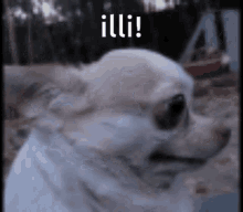 Illi Innocent Dog GIF - Illi Innocent Dog Hello Illi GIFs