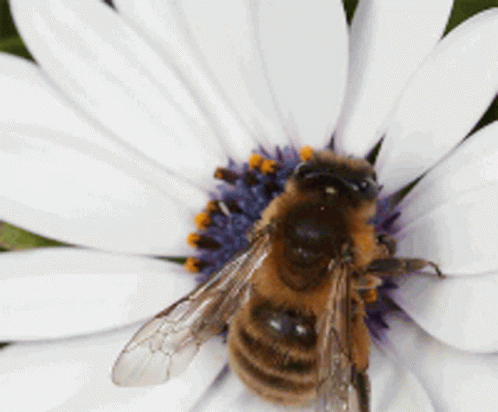 Bees Pollinator GIF - Bees Pollinator Insect - Discover & Share GIFs