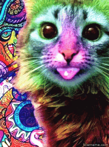 Shakespearesshitstorm Cute Cat GIF - Shakespearesshitstorm Cute Cat GIFs