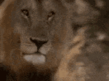 Lion Wild Animal GIF - Lion Wild Animal King Of The Jungle GIFs