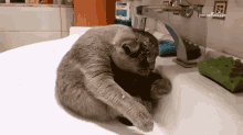 Taking A Bath The Pet Collective GIF - Taking A Bath The Pet Collective Showering GIFs