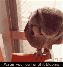 cute animals cute animals