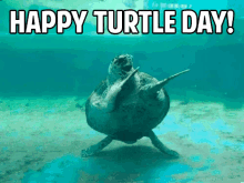 dance turtleday dance turtleday