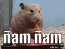 ñam ñam Ratón Glotón Comiendo GIF - Hamster Yum Yum Raton GIFs