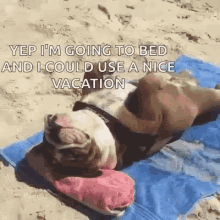 funny animals beautiful day cute dog beach funny animals beautiful day cute dog beach