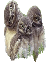 мытут Owls Sticker - мытут Owls Owlets Stickers
