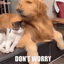 Dont Worry Cat GIF - Dont Worry Cat Dog GIFs