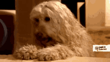 embarrassed ashamed