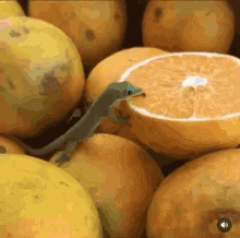 Gecko Orange GIF - Gecko Orange Licking GIFs
