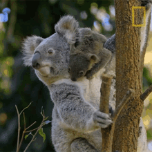 climb-down-koalas101.gif