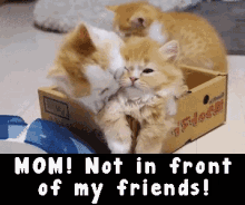 Mom Not In Front Of My Friends International Cat Day GIF - Mom Not In Front Of My Friends International Cat Day Cat Day GIFs