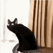 Cat Warp GIF - Cat Warp Warped Cat GIFs