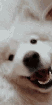 Puppy Dog GIF - Puppy Dog Samoyed GIFs
