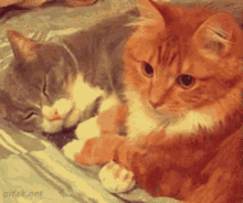 couple cats cat love cuddling kitten kitty