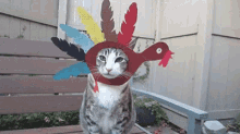 turkey thanksgiving break funny cats fake turkey turkey thanksgiving break funny cats fake turkey