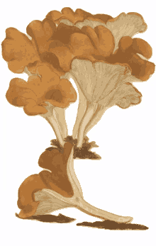fungus shrooms