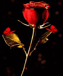 Rose Flower GIF - Rose Flower Butter GIFs