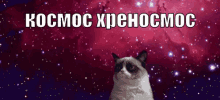 вселенная кот злой космос хрень тлен недовольный GIF - Universe Grumpy Cat Kosmos GIFs
