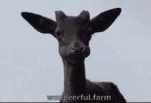 Funny Deer Wondeerful Farm GIF - Funny Deer Wondeerful Farm Cute Deer GIFs