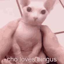 cho bingus