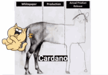 Cardano GIF - Cardano GIFs