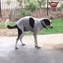 Hulahoop Dog GIF - Hulahoop Dog GIFs