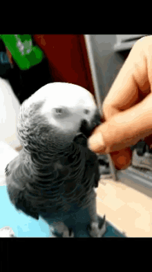 Parrot Pet GIF - Parrot Pet Beak GIFs
