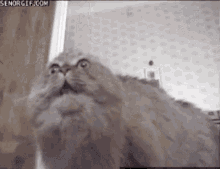6 GIF - Cat Scared Itll Be Fine GIFs