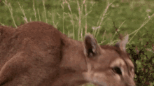 Mountain Lion Looking GIF - Mountain Lion Looking Looking At You GIFs