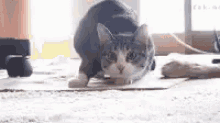 Cat Hunting GIF - Cat Hunting Wiggle GIFs