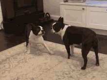 boston terrier dog puppy cute poke