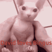 David Loves Bingus Clockwork Loves Bingus GIF - David Loves Bingus Bingus David GIFs