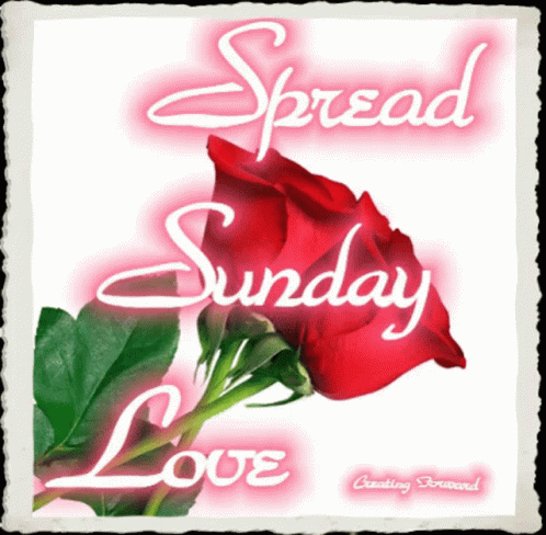 Sunday Love GIF - Sunday Love Rose - Discover & Share GIFs