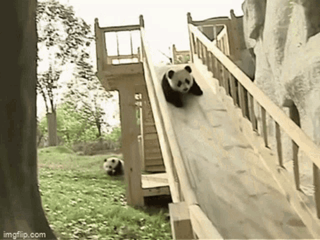 Panda1 Slide GIF - Panda1 Panda Slide GIFs