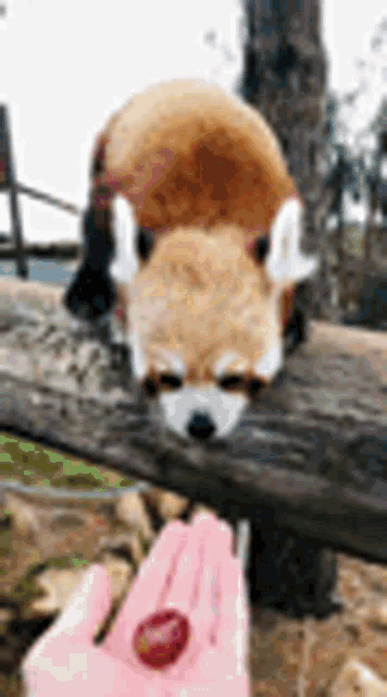Aww Cute Gif Aww Cute Red Panda Discover Share Gifs