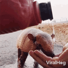 Drinking Viralhog GIF - Drinking Viralhog Thirsty GIFs