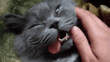 derp cat crazy sillyface tongue
