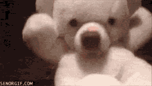 Teddy Bear Cute GIF - Teddy Bear Cute Eat GIFs