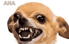 Chihuahua Angry GIF - Chihuahua Angry Ana GIFs