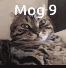 Mog Mog9 GIF - Mog Mog9 Rog GIFs