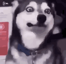 Husky Dog GIF - Husky Dog Funny GIFs